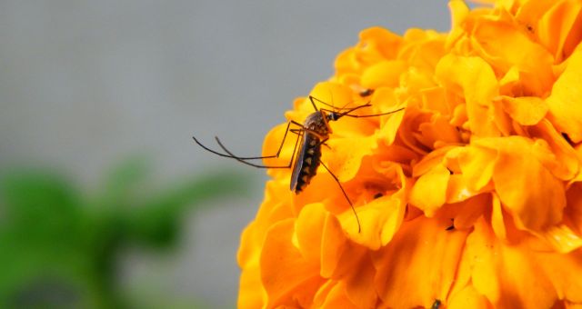 Natural bug repellents
