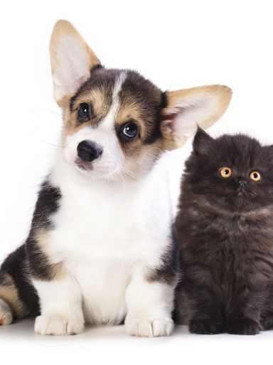 Flavors for Pet Foods and Feeds