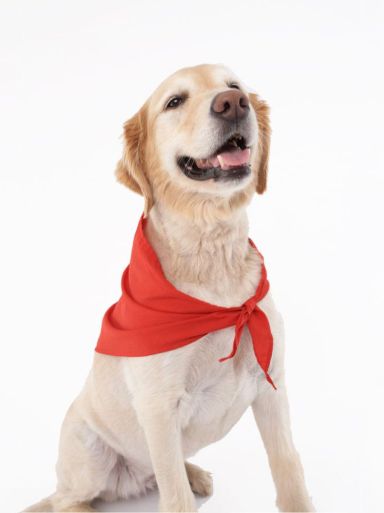 insect repellent for pets