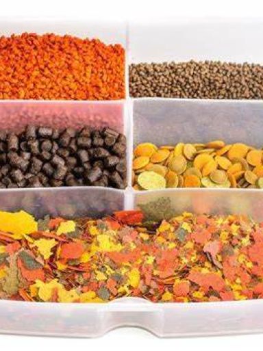 fish feed