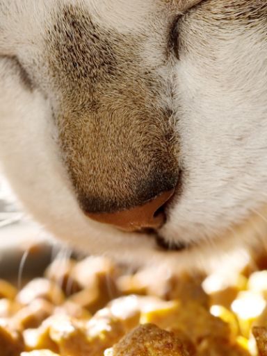 cat food