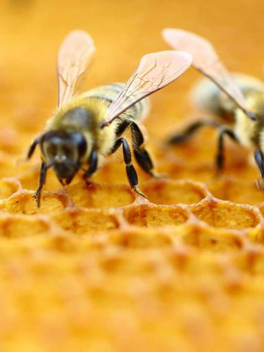 bee products